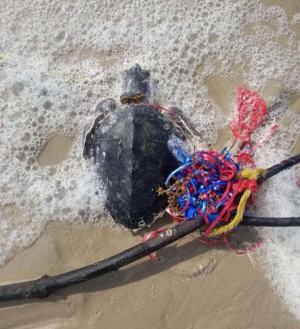 Turtle laying on beach, entangled with rests of a balloon, ribbon and a branch.